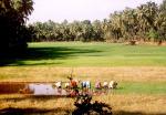 working in the ricefield.jpg