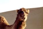 Portrait of a camel.jpg